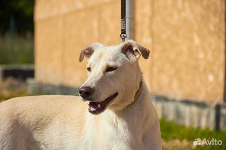 Красотка Мегги