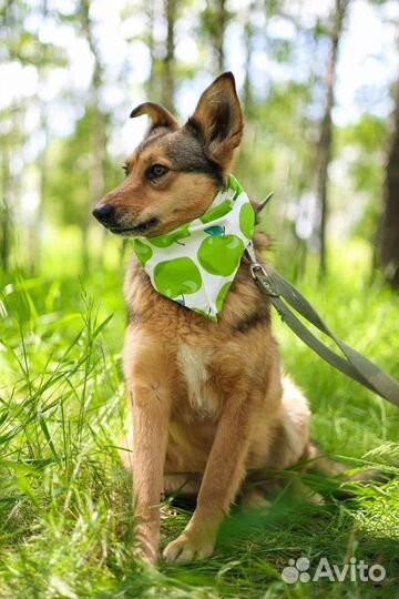 Собака в добрые руки отдам бесплатно