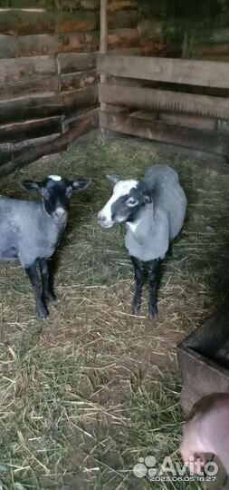 Романовские овцы