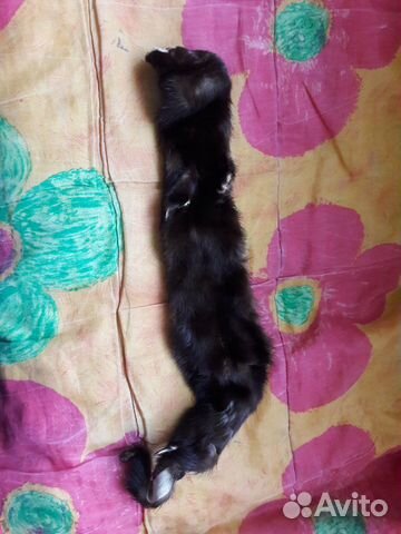 Натуральный мех норки