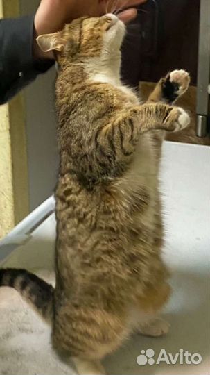 Ириске нужен дом