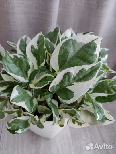 Сциндапсусы эпипремнумы. Комнатные цветы