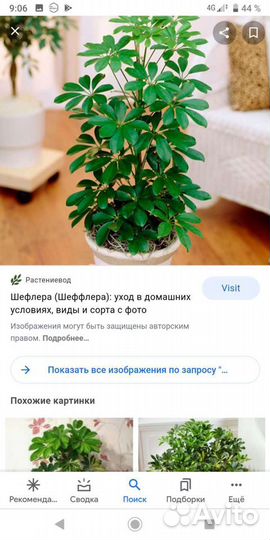 Шефлера. Рео