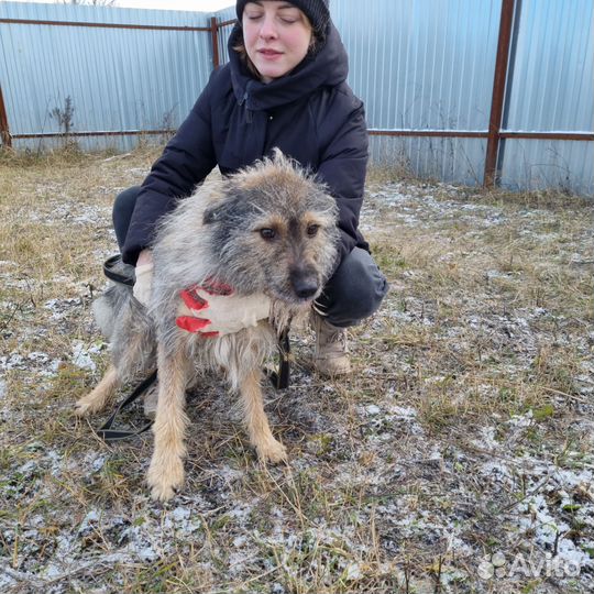 Пес в добрые руки