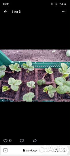 Рассада клубники