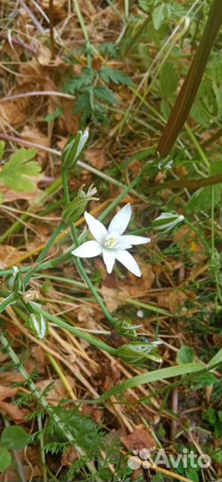 Многолетние садовые цветы