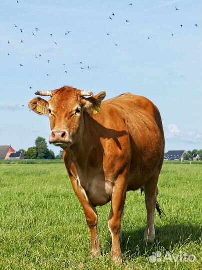 Продам коров, торг цена 1