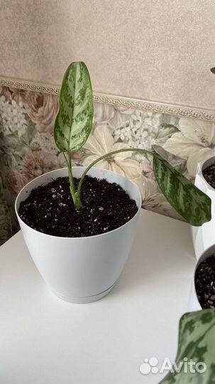 Аглаонема сильвер квин