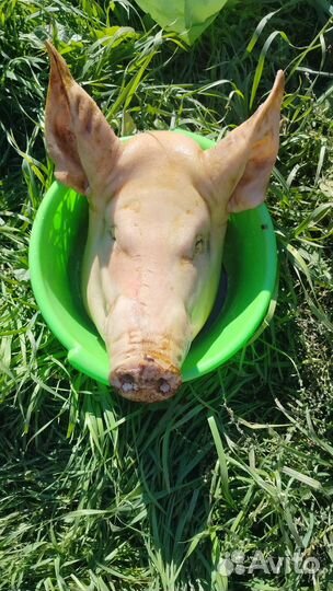 Мясо свинина домашняя