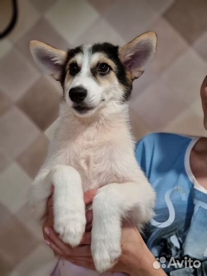 Нежная Мона. Щенок в дар. Приют Некрасовка