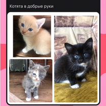 Котята