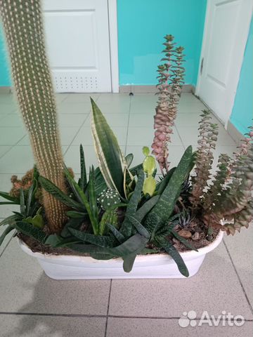 Комнатные растения