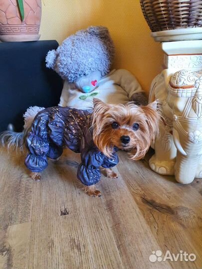 Одежда для собак в наличии и под заказ