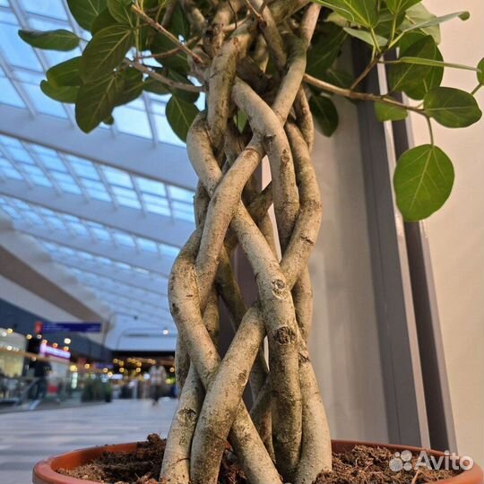 Фикус бенгальский на переплетенном стволе