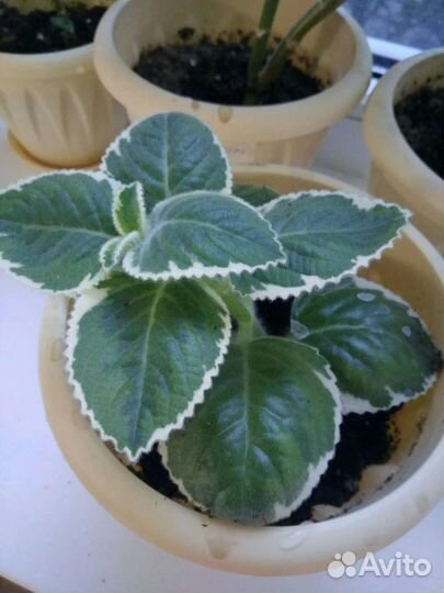 Плектрантус Вариегатный