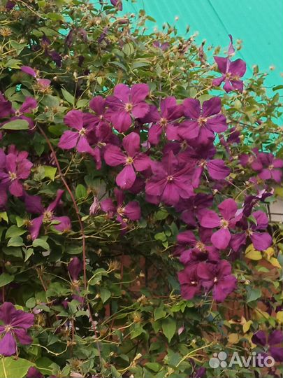 Саженцы клематиса