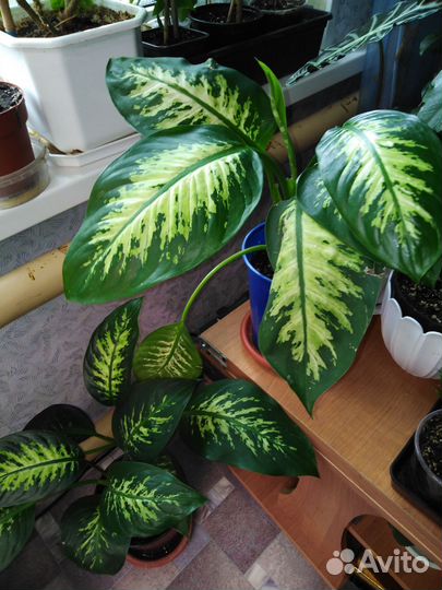 Дифенбахия