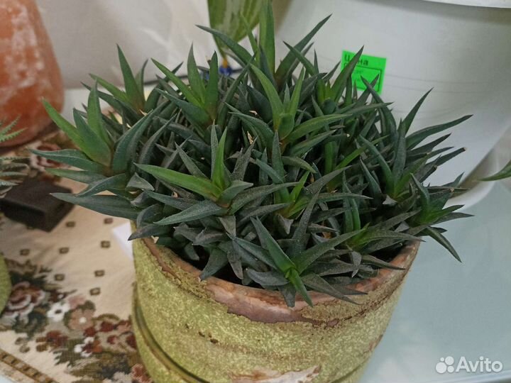 Комнатные цветы