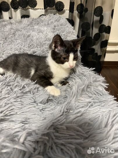 Девочка 2,5 месяца