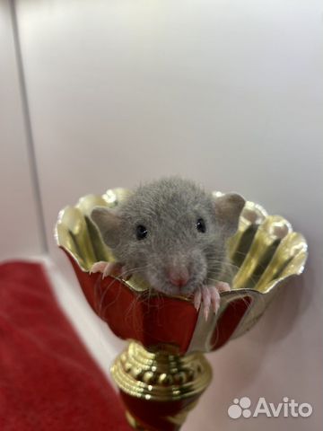 Крысята Рекс кучерявые волнистые с клеткой