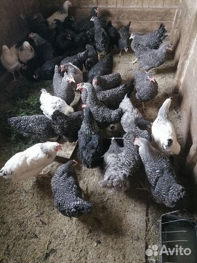 Молодки доминант