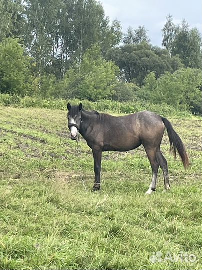 Продам лошадь