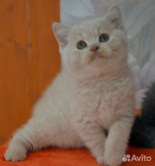Британский Персик