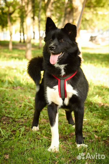 Собака в добрые руки