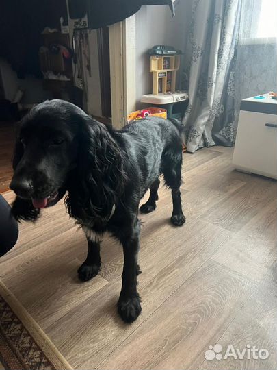 Продаются щенки кокер-спаниеля