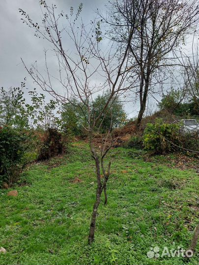 Лавровишня.фейхоа.лаврушка