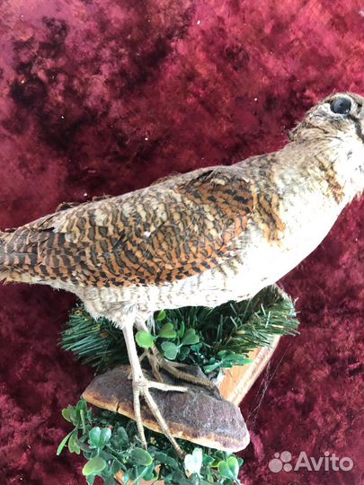 Чучело «Вальдшнеп»