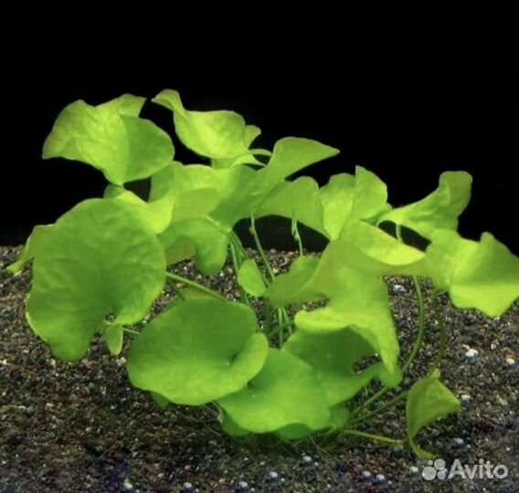 Аквариумные растения