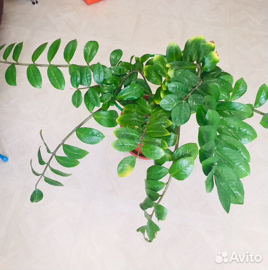 Замиокулькас