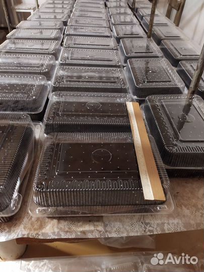 Семена садовой крупноплодной земляники(клубники)