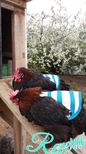 Попоны для кур, индеек