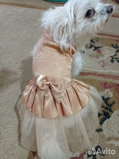 Платье на маленькую собачки
