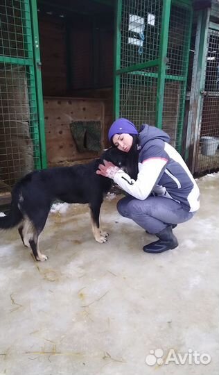 Собака из приюта Каштан хочет домой