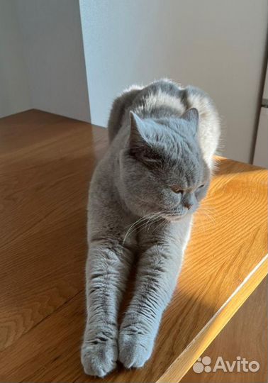 Котоняня, зооняня