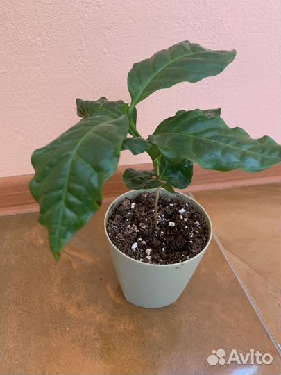 Дерево кофе,сорт арабика