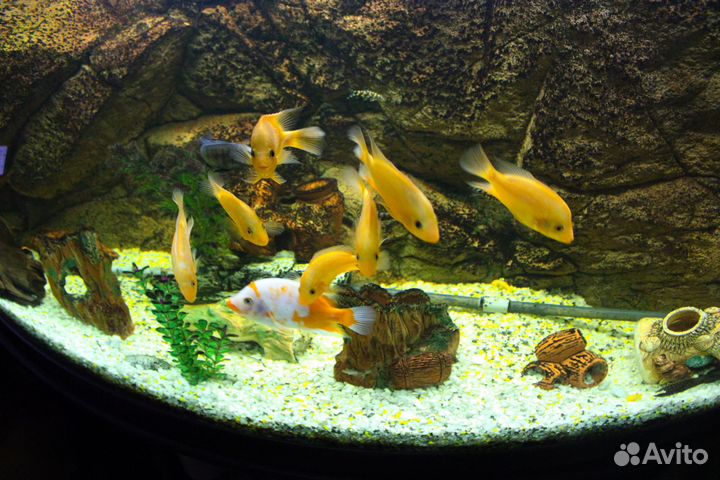 Аквариум на 400 литров с тумбой