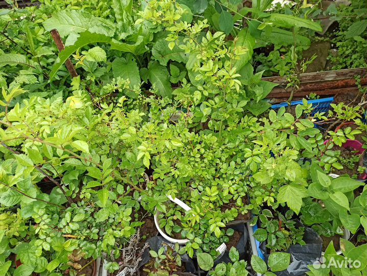 Саженцы морозостойких роз