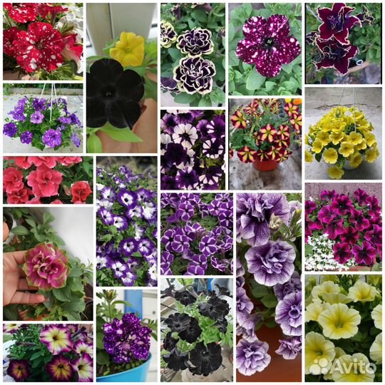 Петуния, калебрахоа, биденсы, остиоспермум и др