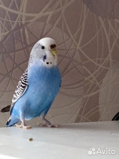 Самочка волнистик