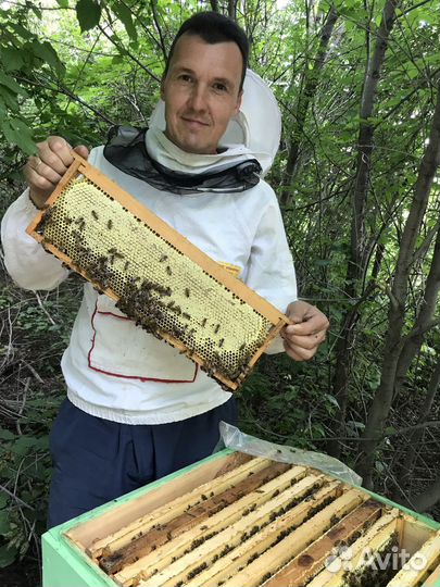 Липовый башкирский мёд