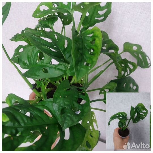 Растения для дома