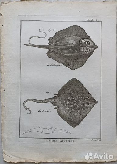 Антикварные гравюры Скаты Panckoucke Панкук 1787