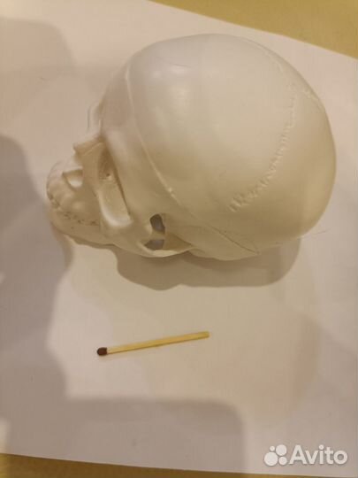 Человеческий череп анатомическая модель