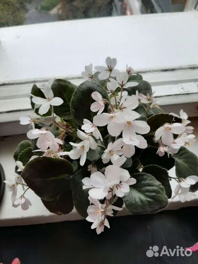 Фиалка листочки