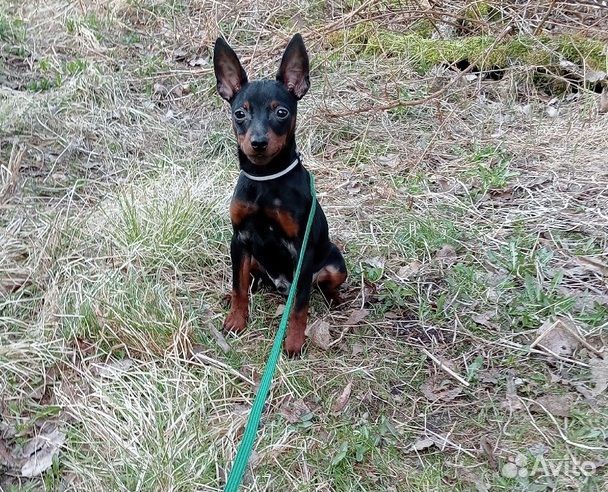 Цвергпинчер