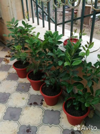 Лимонное дерево